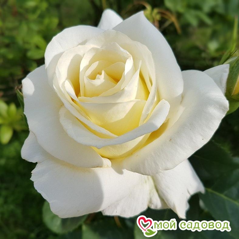 Роза Эдванс