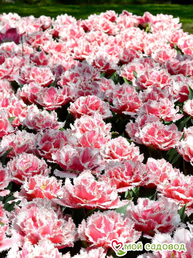 Тюльпан бахромчатый Квинсленд (QUEENSLAND)