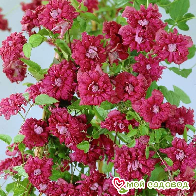 Клематис РЕД СТАР